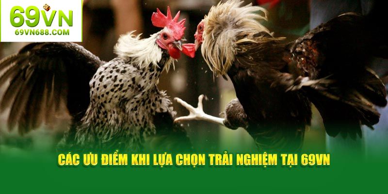 Sảnh đá gà 69VN thu hút người chơi